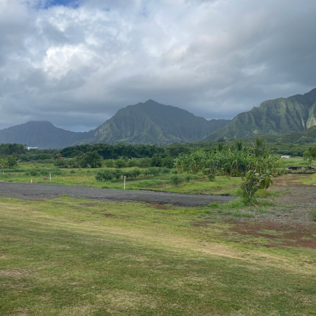 Kākoʻo ʻŌiwi Volunteer Initiative: Unveiling the Spectacular Legacy of Lo’i
