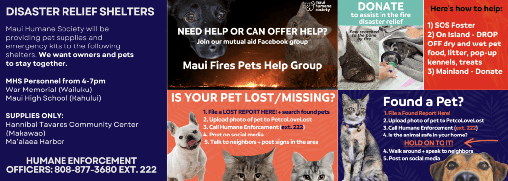 Donate to Trusted Maui Charities | Reputable Ways to Help Lāhainā Fire Victims