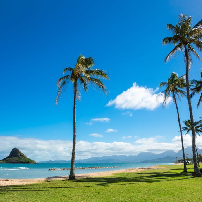 a palm trees on a beach