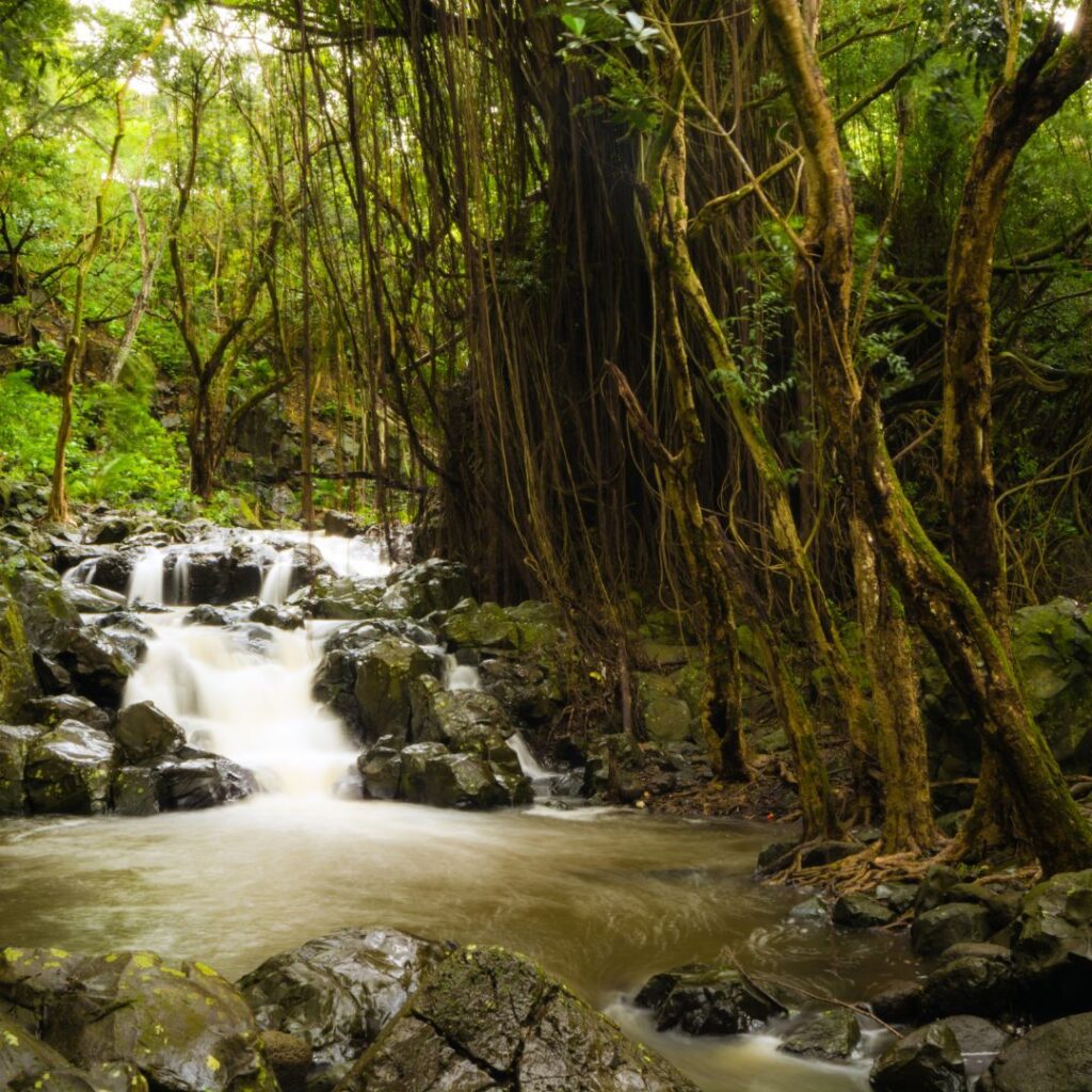 Kapena falls is one of the best waterfall hikes on oahu