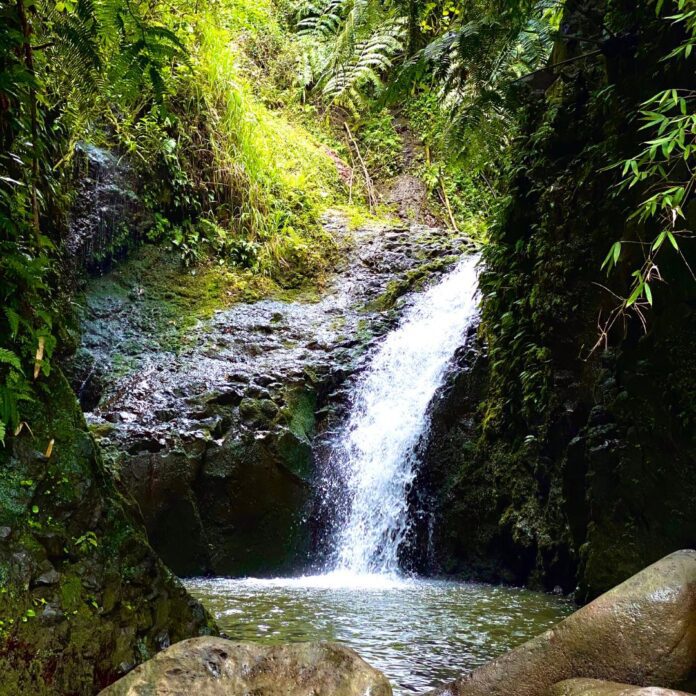 a small waterfall in a forest