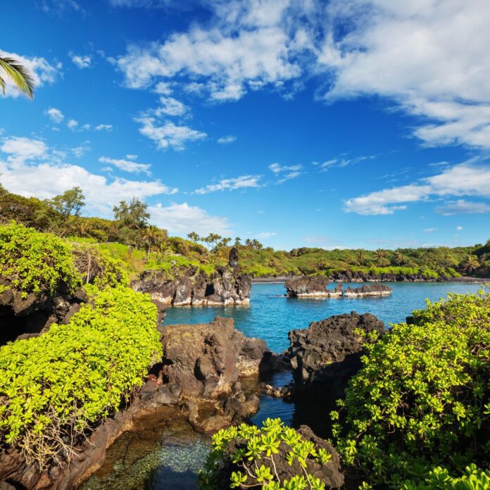 a body of water with rocks and bushes